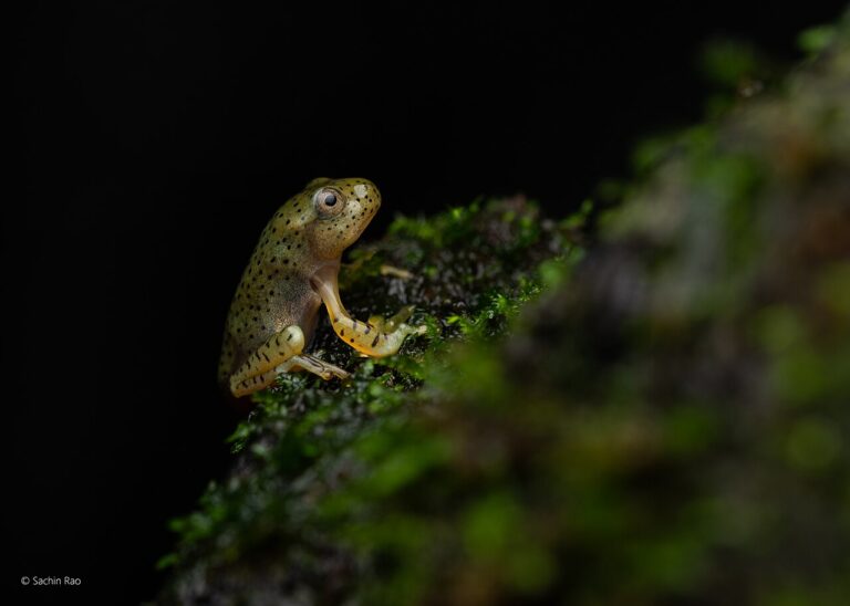 Baby Frog: Froglets, Metamorphosis, and Why They Stop Eating