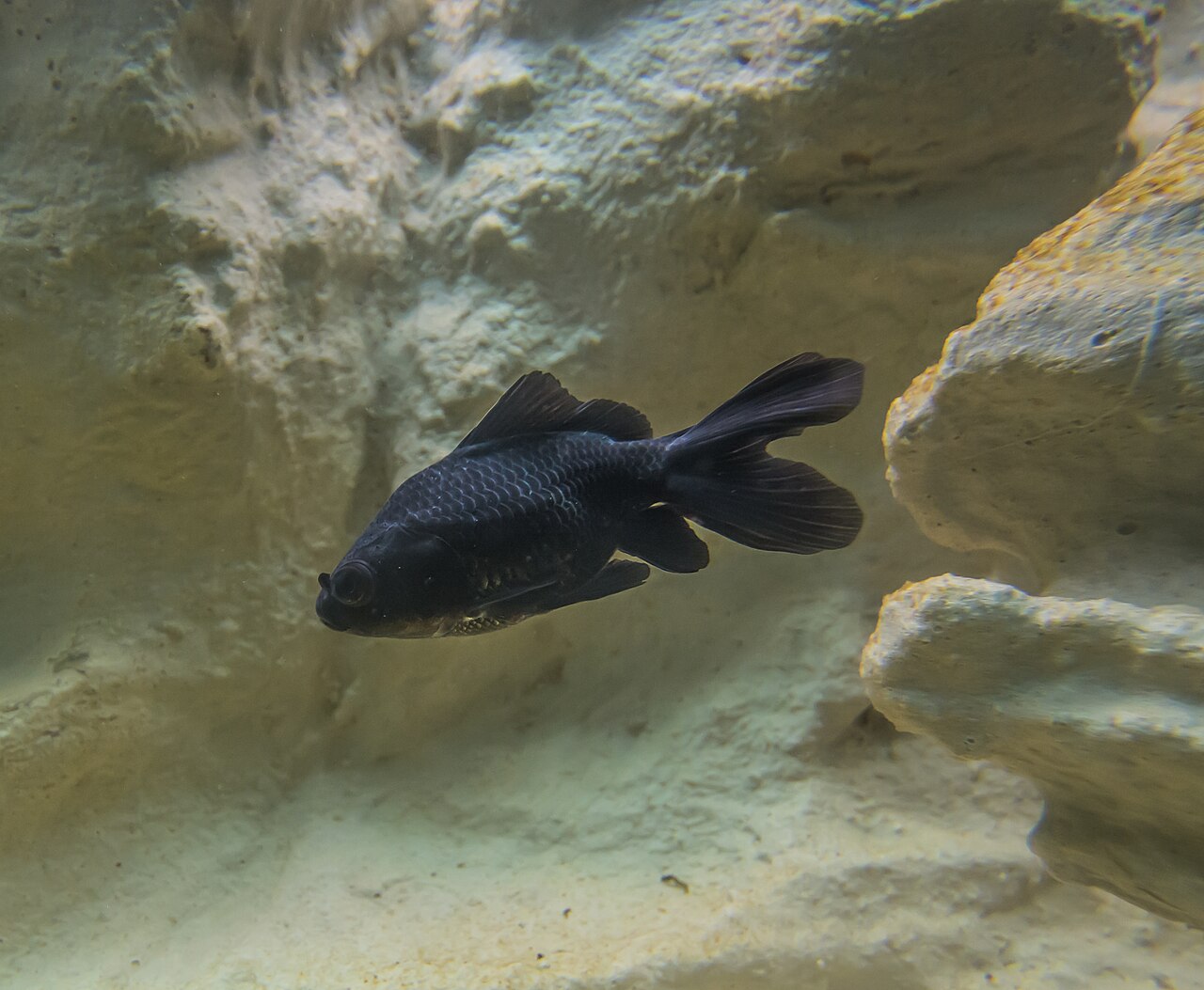 Baby Goldfish: Fry Growth and Why They Start Brown