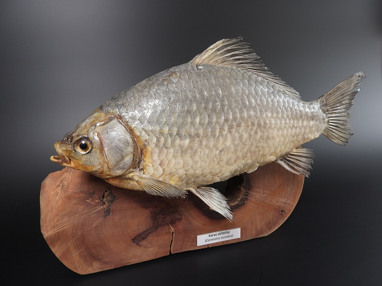 Water Quality: The Real Challenge of Fry Care