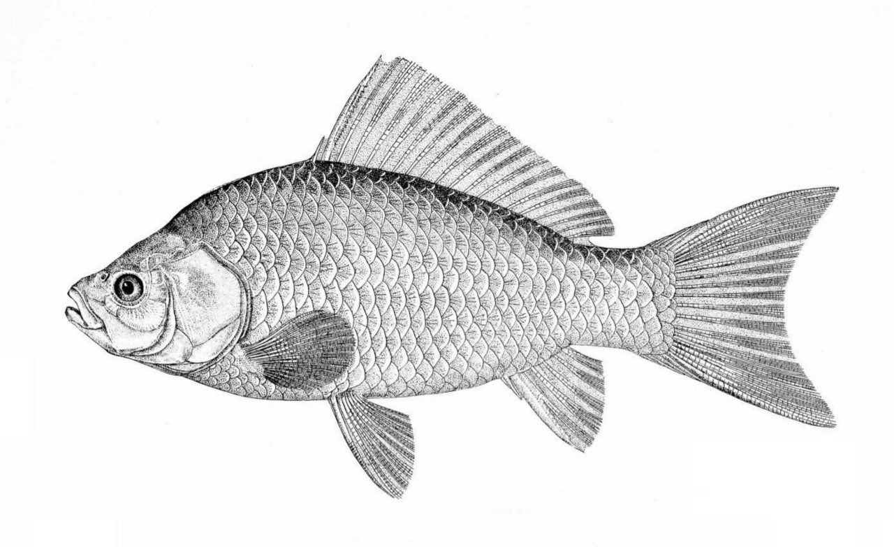 Why So Few Fry Survive Without Intervention