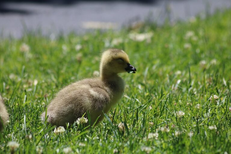 Baby Goose: Gosling Growth and Why It’s Rarely an Orphan