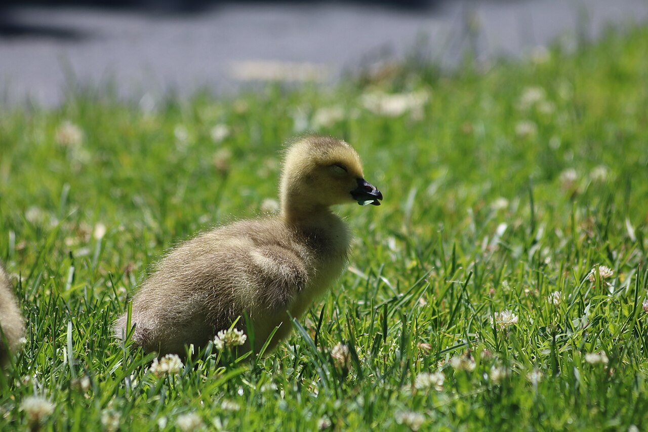 Baby Goose: Gosling Growth and Why It’s Rarely an Orphan