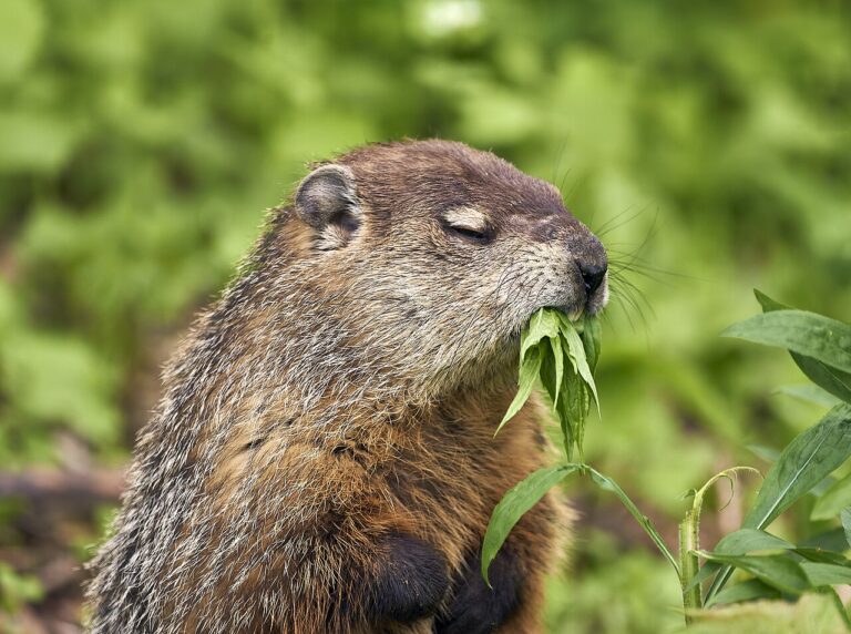 Baby Groundhog: Kit Timeline, Rescue Rules, and the Burrow Calendar