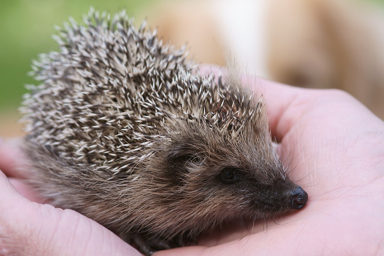 Baby Hedgehog: Hoglet Facts, Growth, Diet, and Care