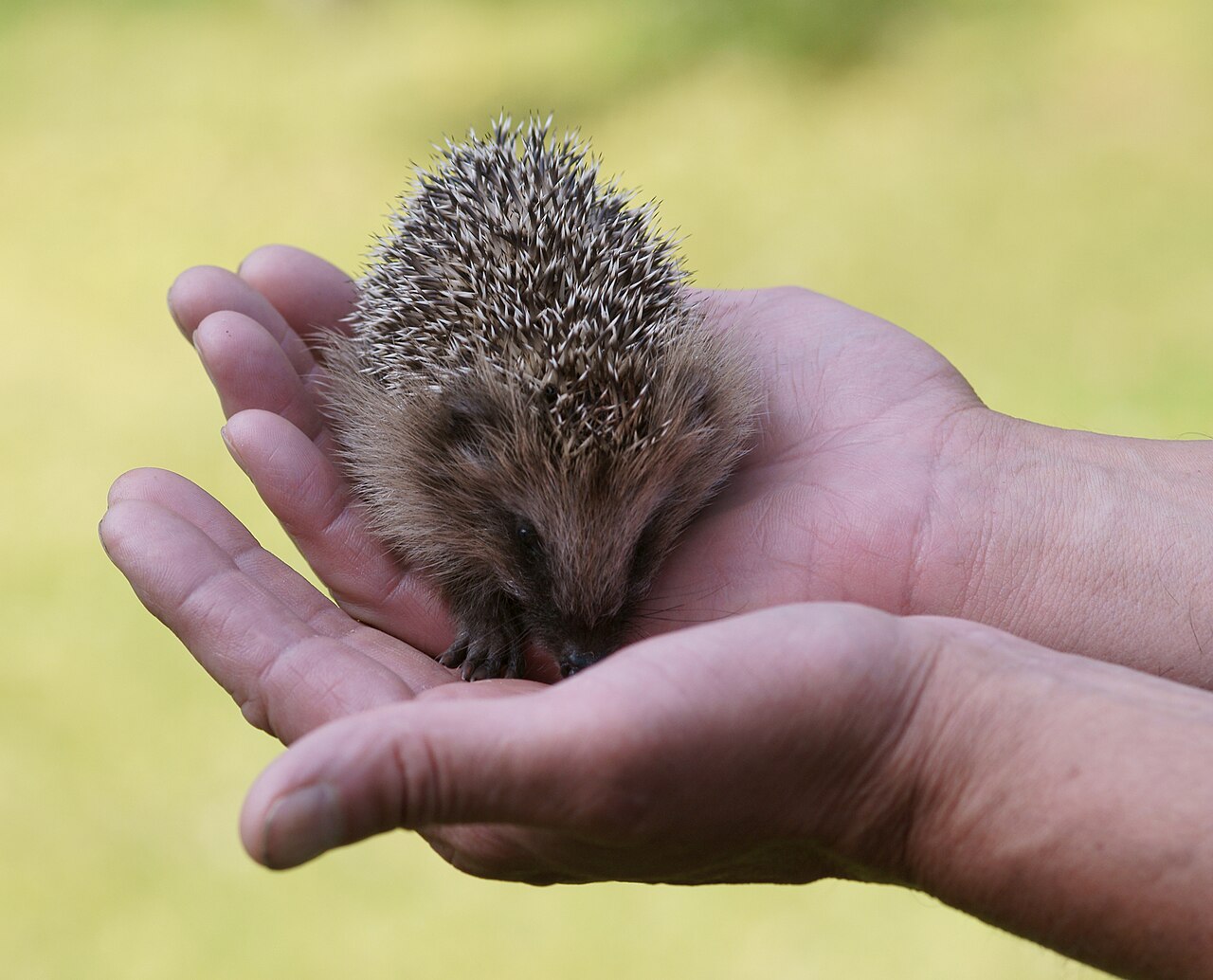 What a Newborn Hoglet Looks Like