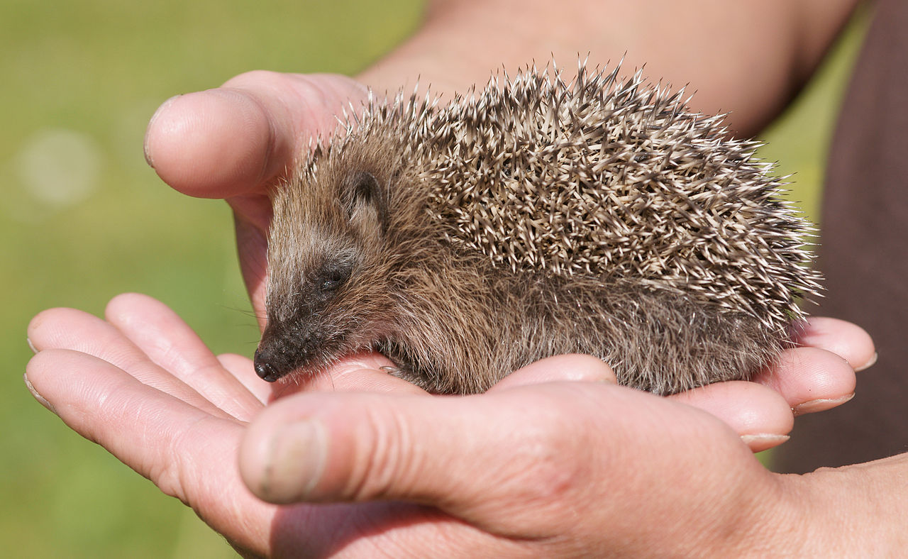 Hoglet Development Week by Week