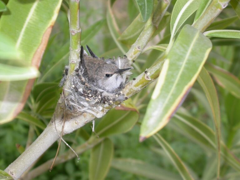 Baby Hummingbird: The Tiniest Nestling and Female-Only Care