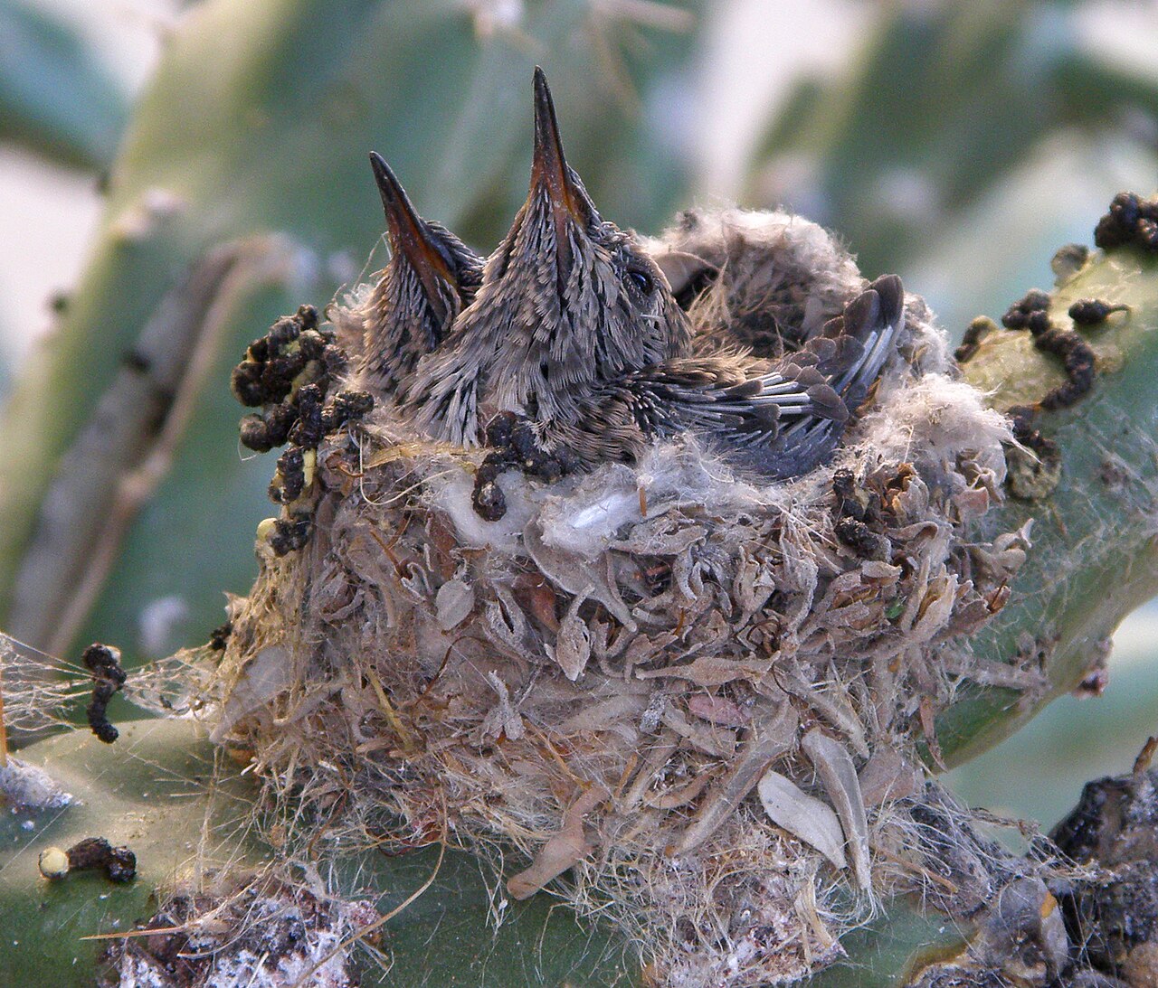 Hatching: Impossibly Tiny Beginnings