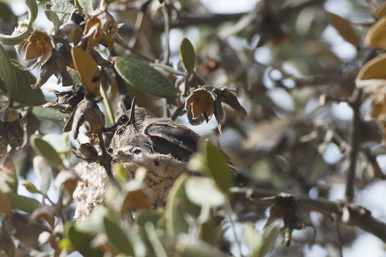 Identifying Species by Nest and Chick Characteristics