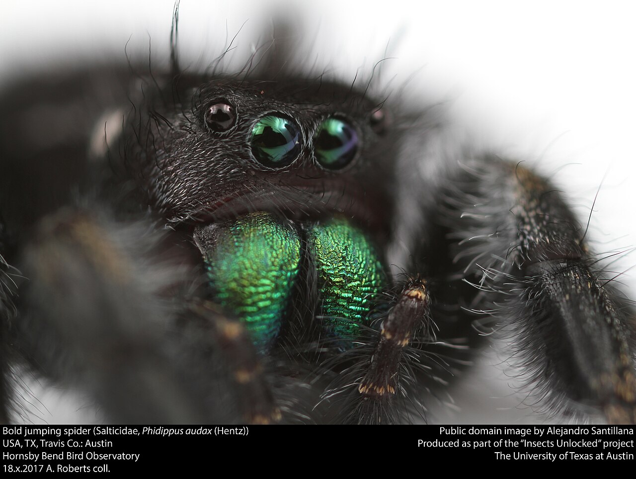 Ballooning: How Spiderlings Leave Home