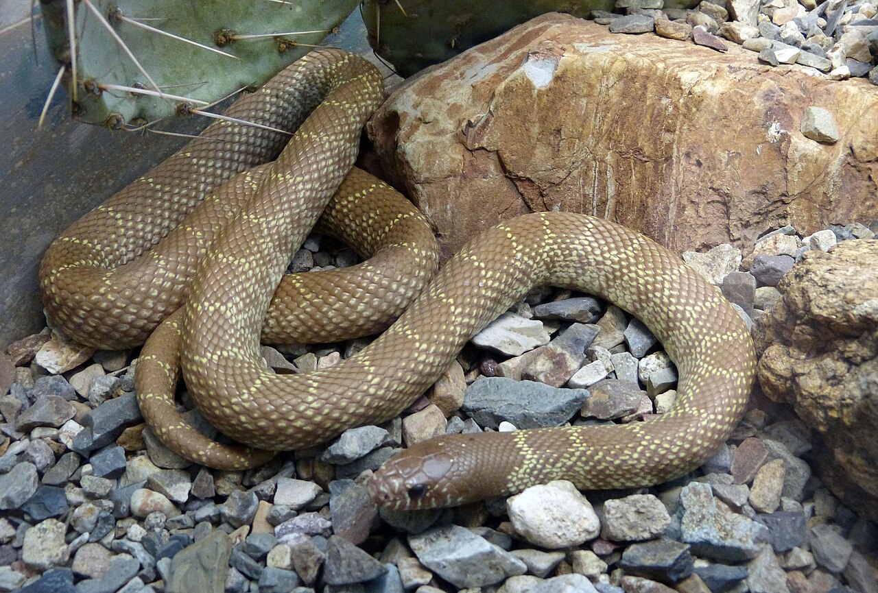 The Critical Coral Snake Mimicry Identification