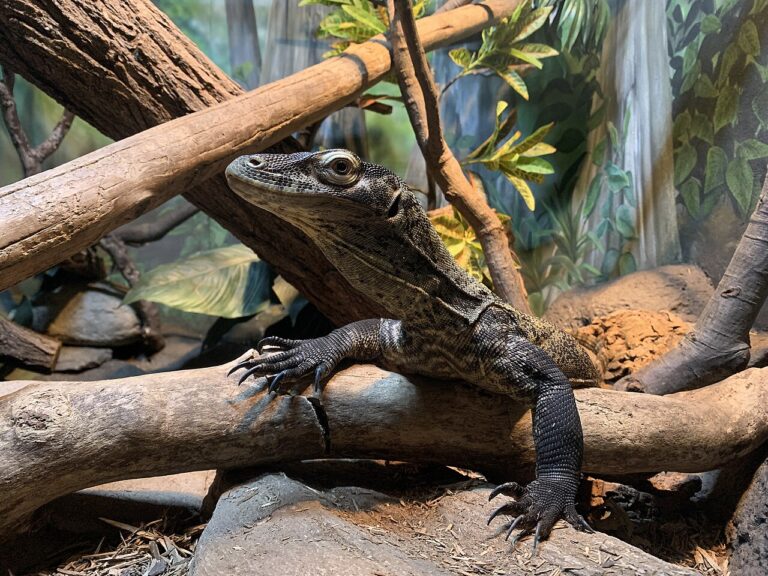 Baby Komodo Dragon: Why Hatchlings Live in Trees