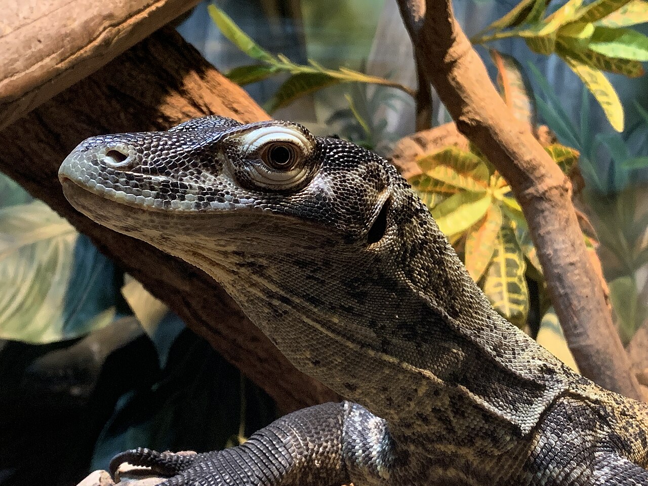 Why Baby Komodo Dragons Live in Trees