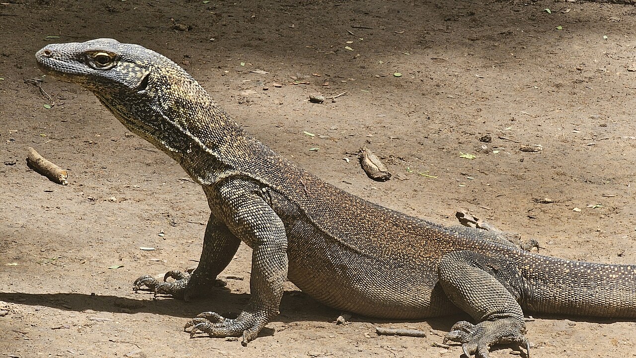 What Baby Komodo Dragons Eat