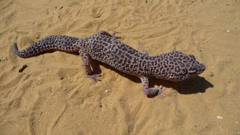 Baby Leopard Gecko: Temperature Determines the Sex