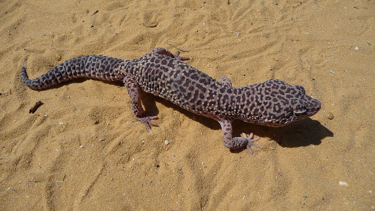 Baby Leopard Gecko: Temperature Determines the Sex