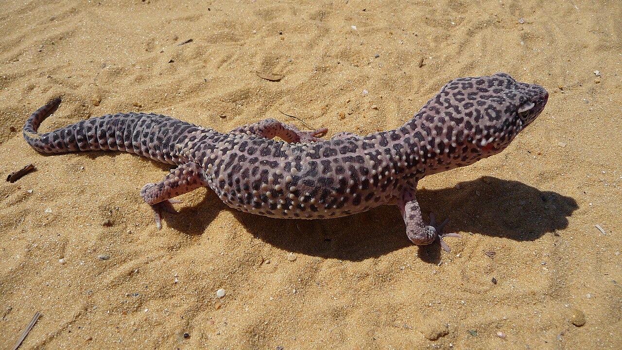 Hatching and Initial Development