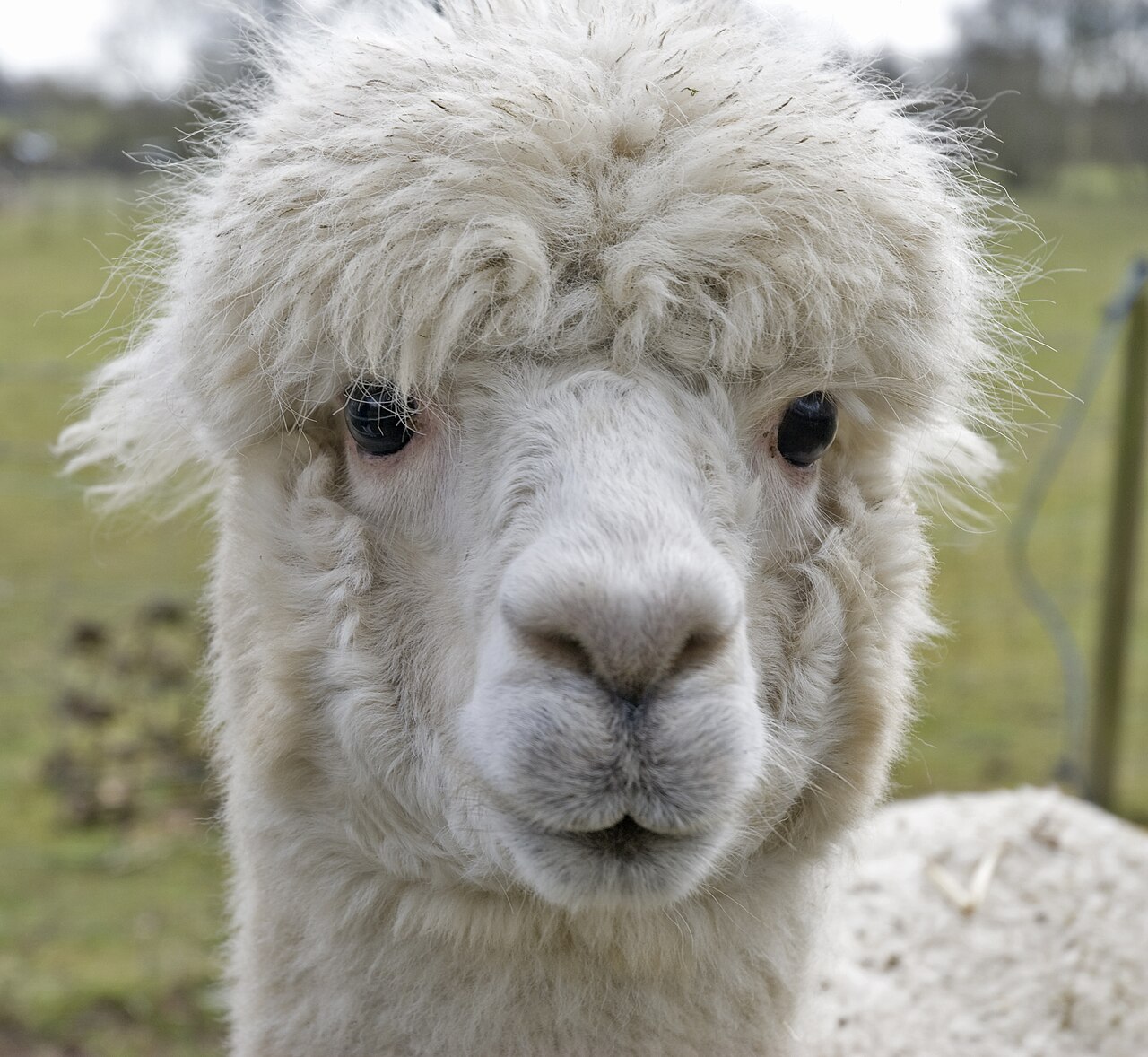 Baby Llama: Cria Development and the Daylight Birth Fact