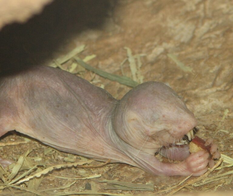Baby Mole Rat: The Bizarre Biology of Naked Mole Rat Pups