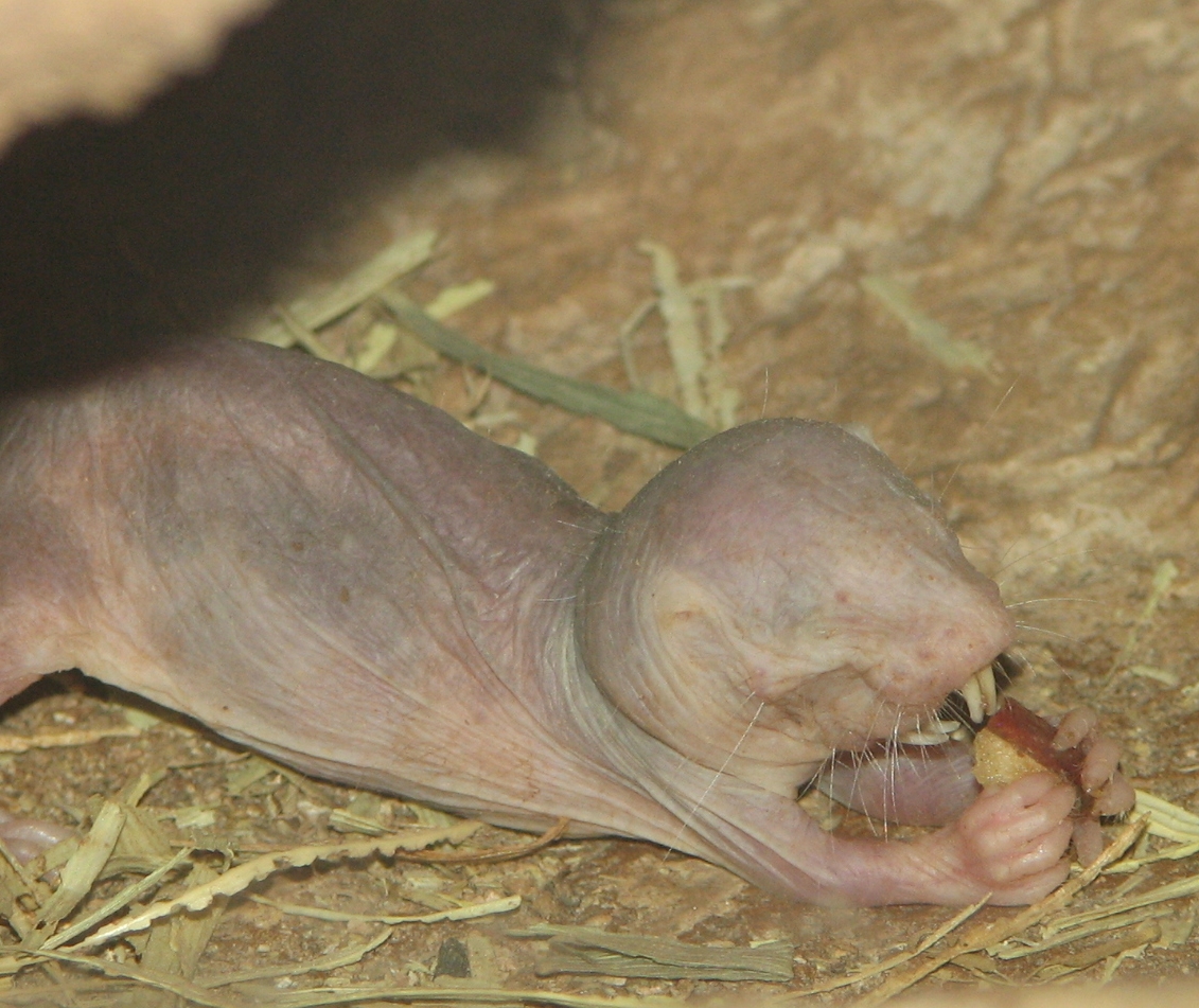 Baby Mole Rat: The Bizarre Biology of Naked Mole Rat Pups