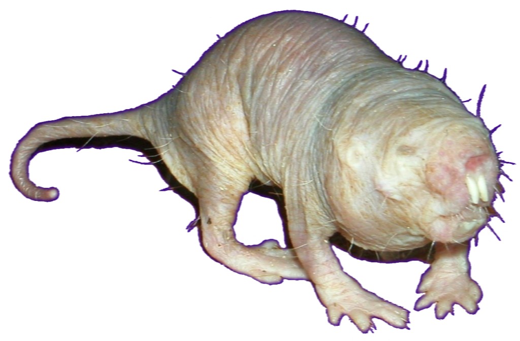 The Naked Mole Rat's Unusual Pain Biology