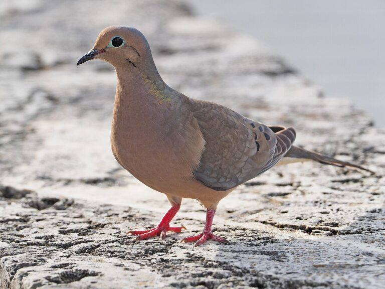 Baby Mourning Dove: Squab Growth and Crop Milk Feeding