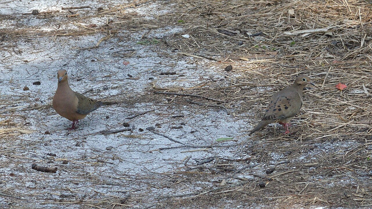 Hatching and Rapid Early Development