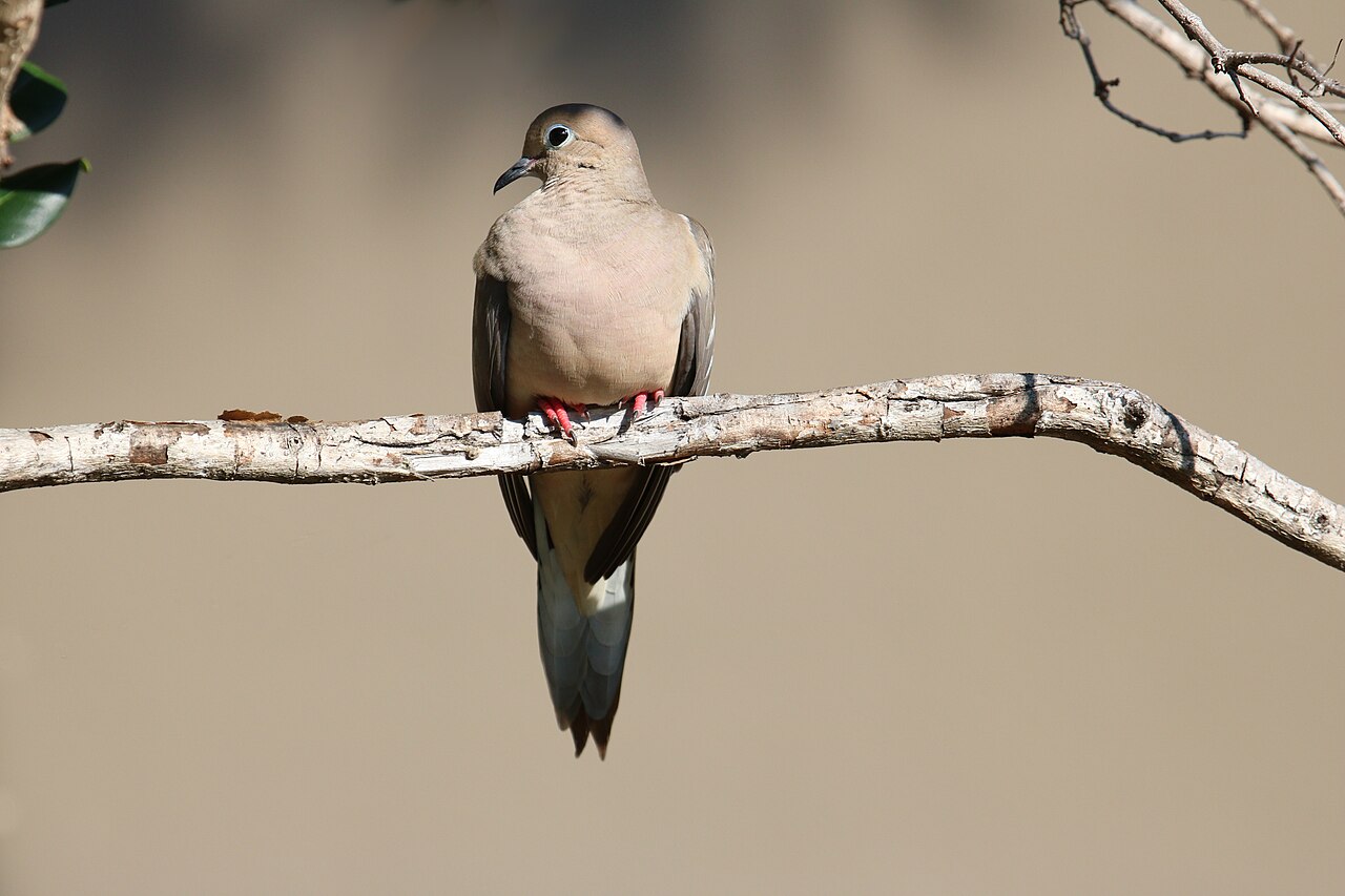 Found a Squab? What to Actually Do