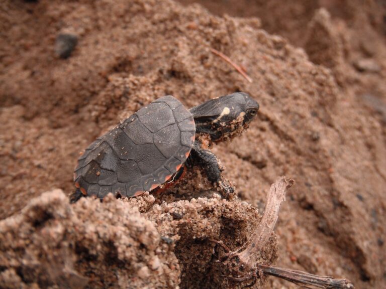 Baby Painted Turtle: The Freezing-Nest Overwintering Secret