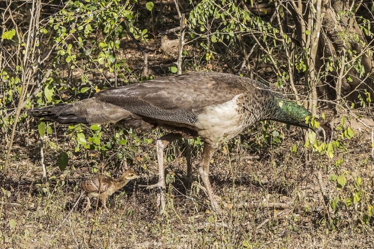 Baby Peacock: Why Peachicks Look the Same Regardless of Sex