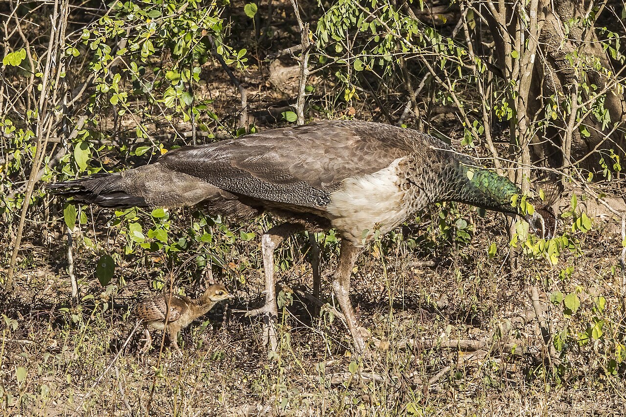 Baby Peacock: Why Peachicks Look the Same Regardless of Sex