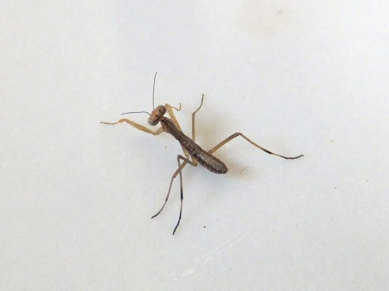 Baby Praying Mantis: Nymphs, Egg Cases, and Raising Them