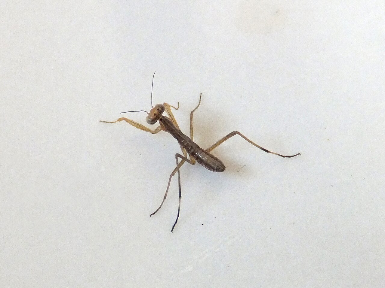 Baby Praying Mantis: Nymphs, Egg Cases, and Raising Them