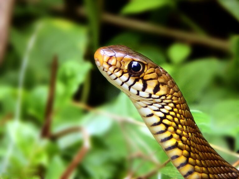 Baby Rat Snake: Identification and Why It Looks So Different