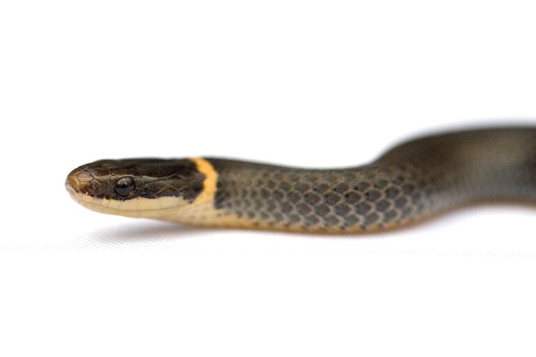 Baby Ring-Neck Snake: The Tail-Curling Defense Explained