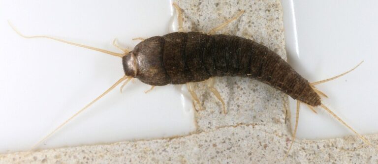 Baby Silverfish: What Nymphs Mean and How to Stop Them