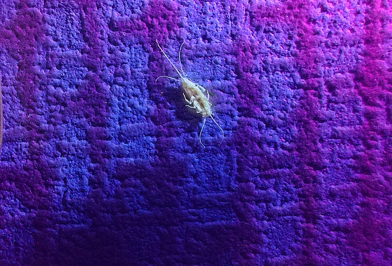 Why Finding a Nymph Matters More Than Finding an Adult