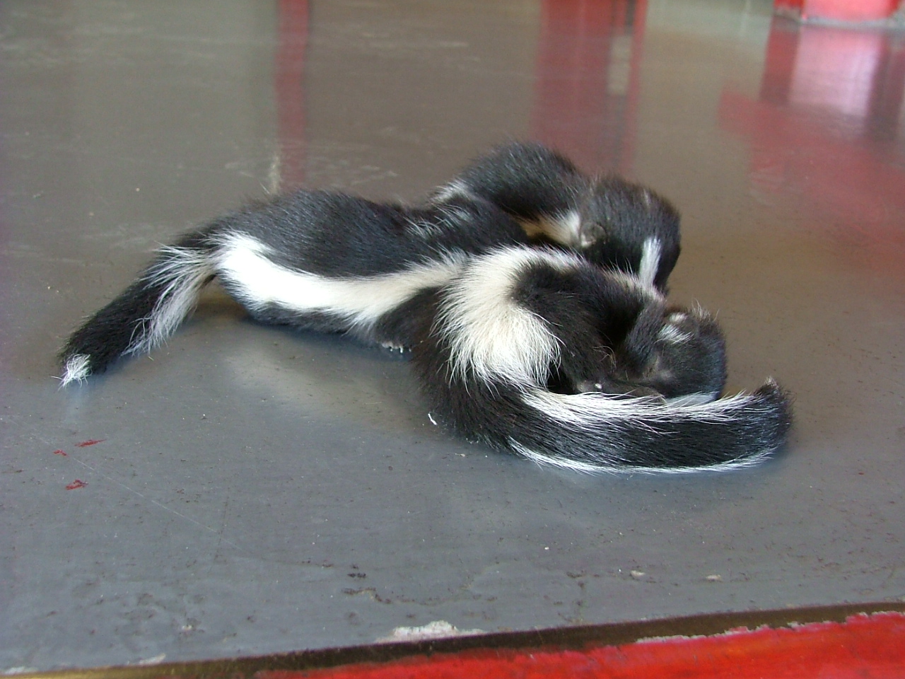 Baby Skunk: Kits, Spraying, and What to Do If You Find One