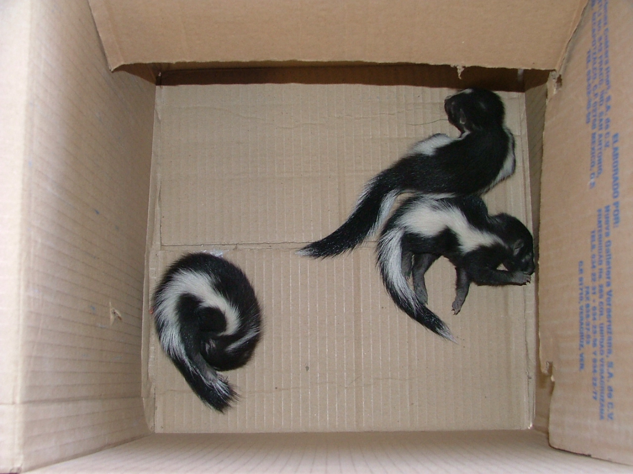 If You Find a Kit