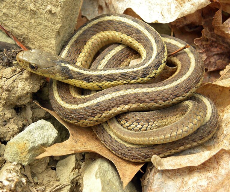 Baby Snake: Identification, Safety, and What to Do