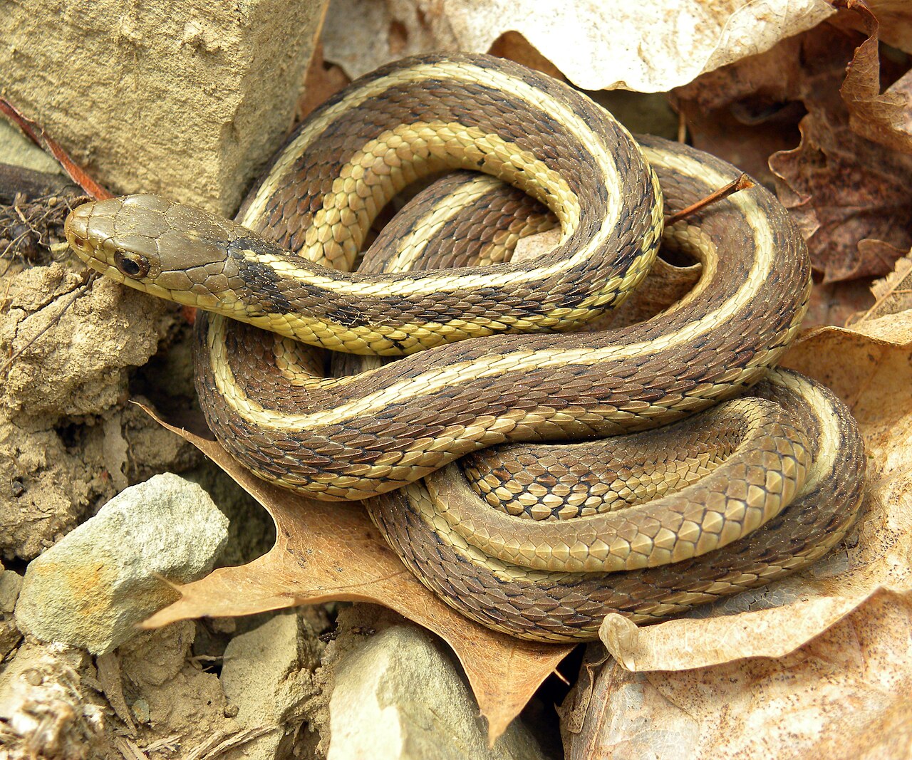 Baby Snake: Identification, Safety, and What to Do