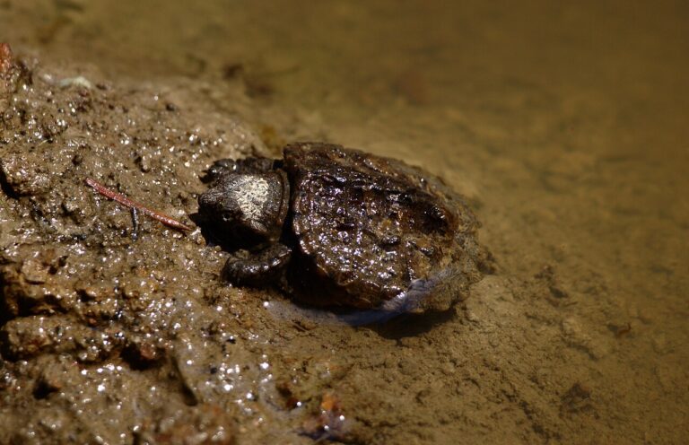 Baby Snapping Turtle: Size, Diet, Care, and What to Do