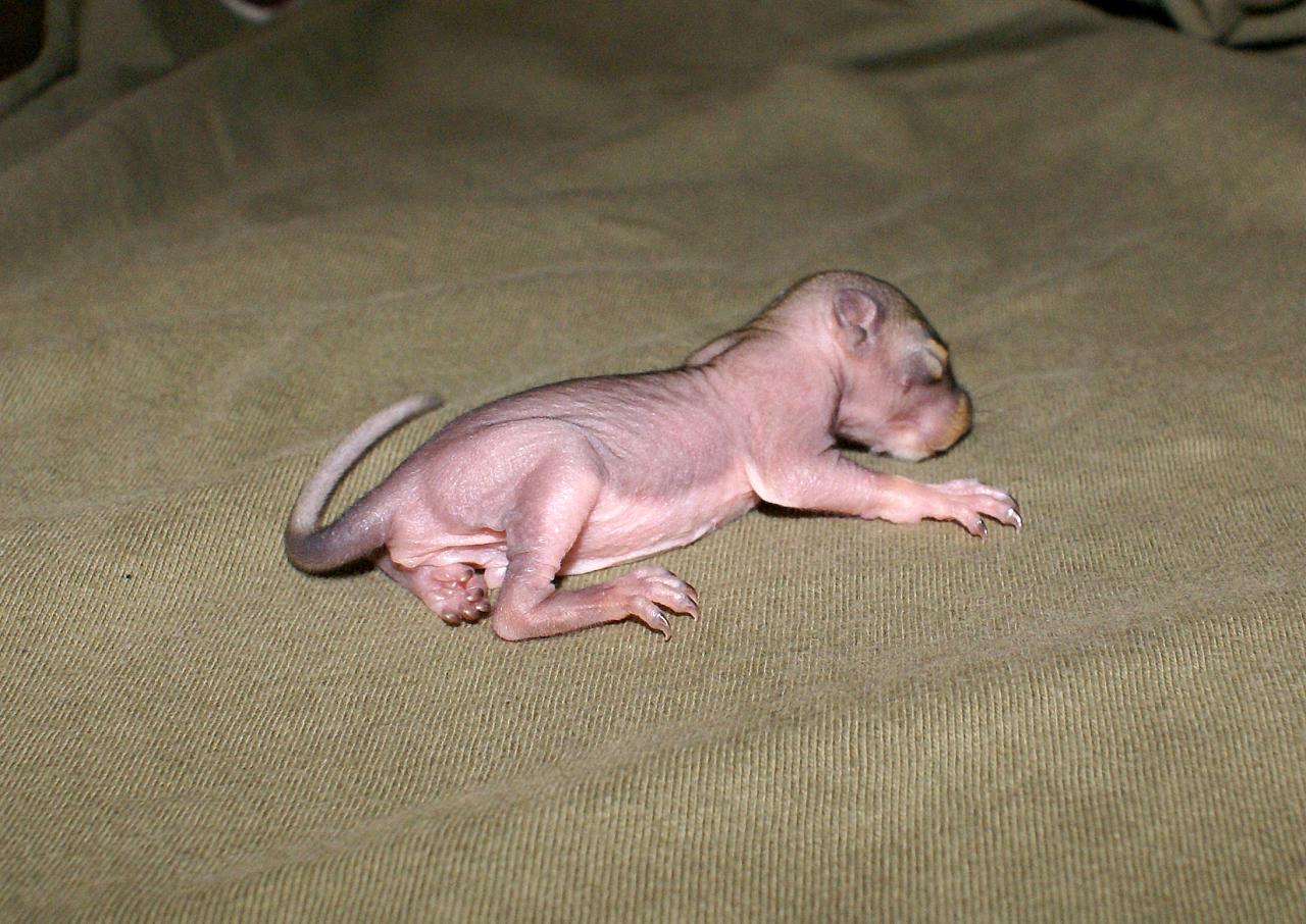 Baby Squirrel: Age Guide, Growth Timeline, and What to Do