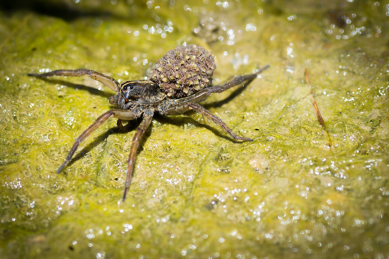 Baby Wolf Spider: Spiderlings That Ride on Mom’s Back