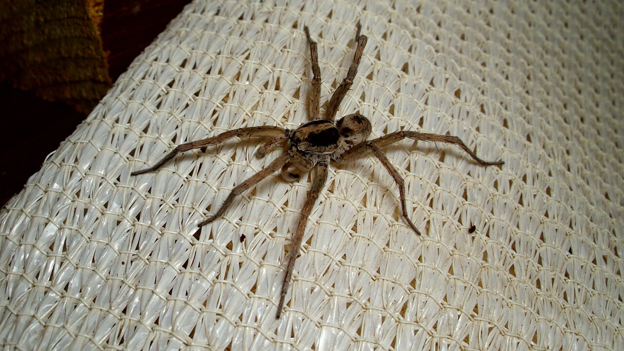 Riding on the Mother's Back