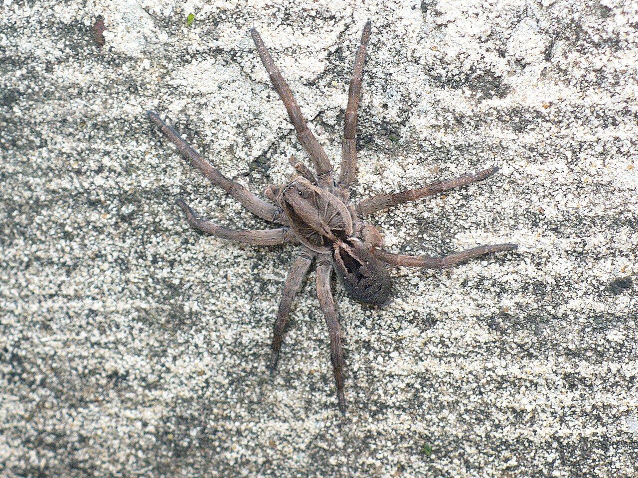 Dispersal: How Spiderlings Leave