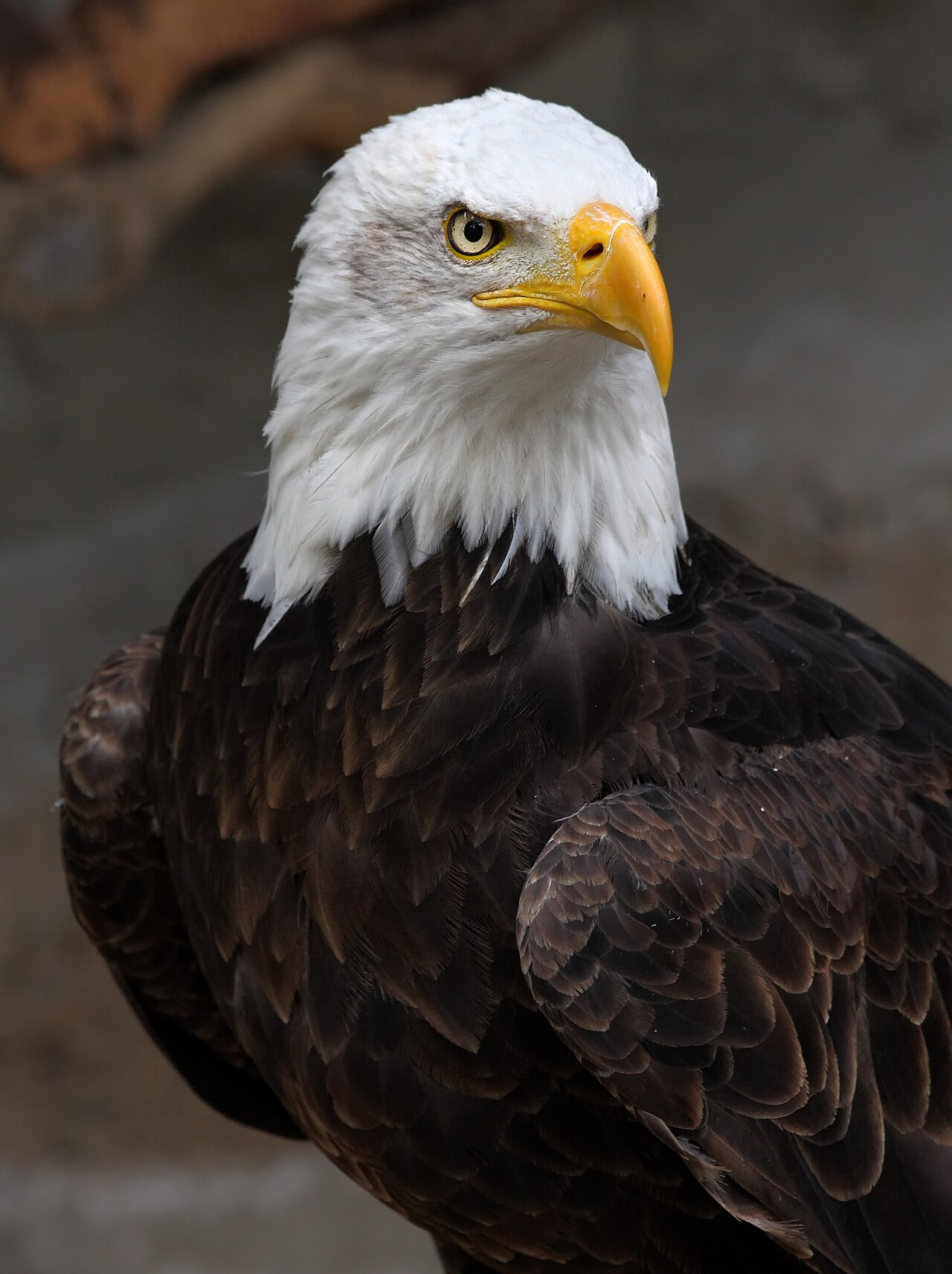 The Hollywood Substitution: Borrowing the Red-Tailed Hawk's Scream