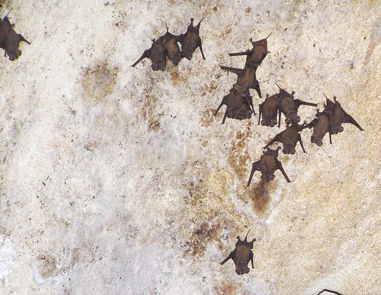 Bat Sounds: Echolocation, Roost Noises, and Wall Scratching Decoded