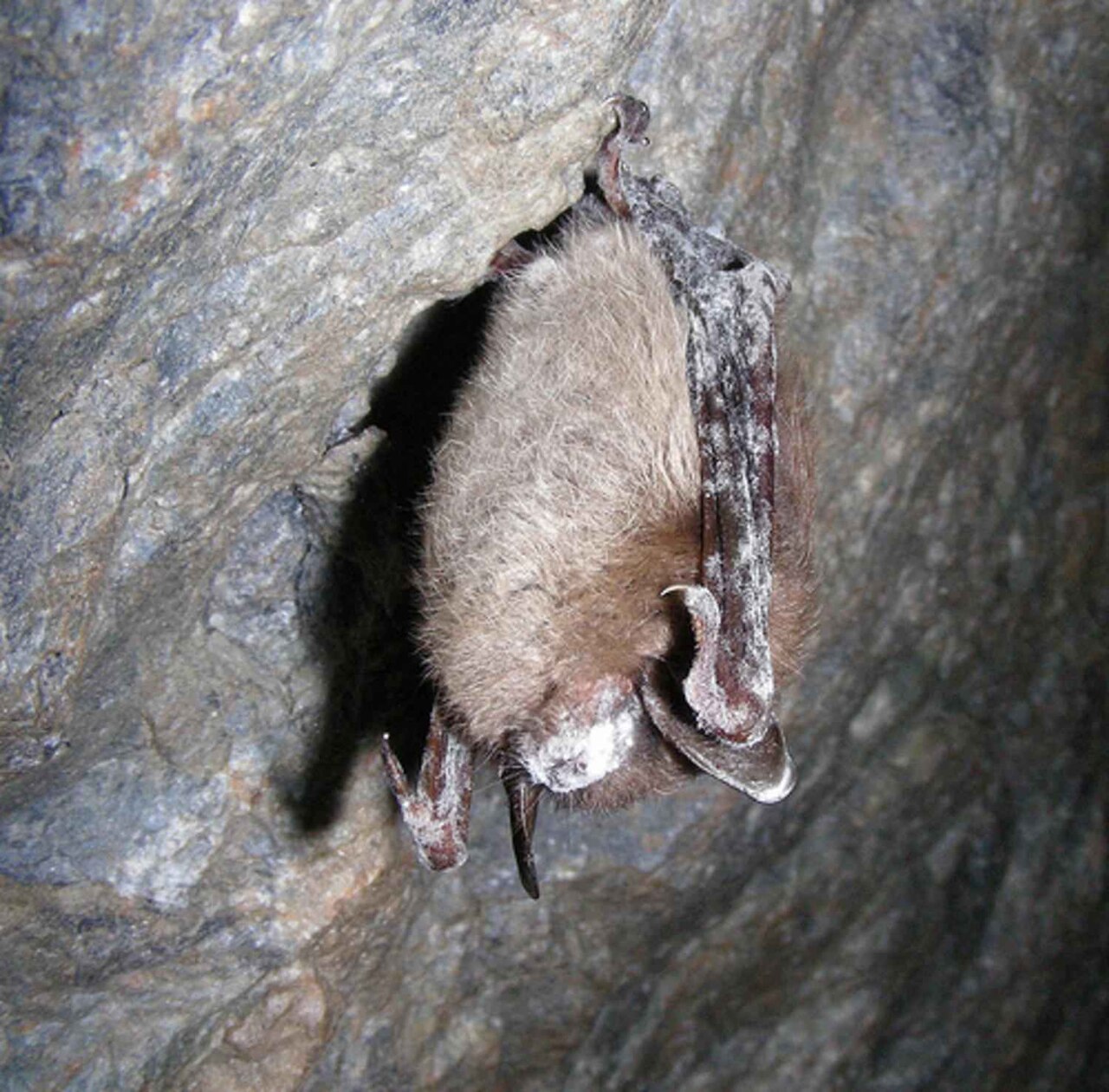 Hearing the Inaudible: Bat Detectors