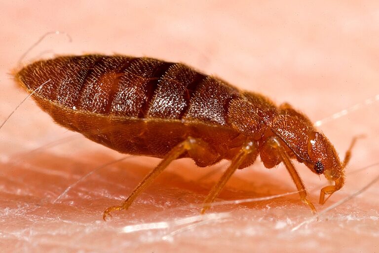 Bed Bug or Baby Cockroach? How to Tell Them Apart